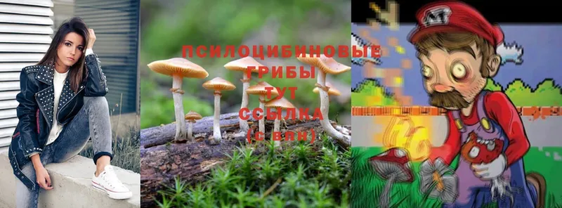 Псилоцибиновые грибы MAGIC MUSHROOMS  Андреаполь 